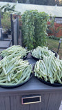 自家种植蔬菜 有机白芸豆(老来少芸豆)2磅/$15 清晨新鲜采摘，周五送货