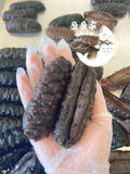 即食野生墨西哥刺参1磅 10/12根 纯净水泡发，Q弹爽口，健康滋补，整根炒菜，煮粥都可，冷冻真空包装