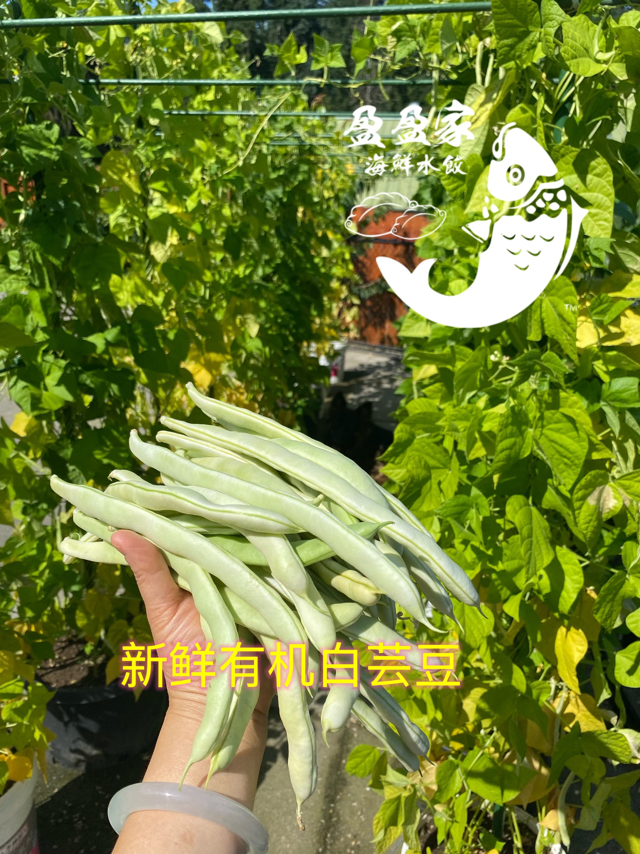 自家种植蔬菜有机白芸豆(老来少芸豆)2磅/$15 清晨新鲜采摘，周五送货