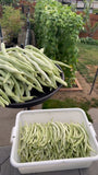 自家种植蔬菜 有机白芸豆(老来少芸豆)2磅/$15 清晨新鲜采摘，周五送货