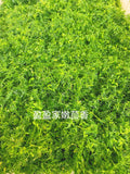 新鲜送货超级好吃 Fully cooked 全麦烫面鲜虾茴香鸡蛋素包 7-8个/1包约500g冷冻