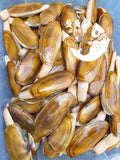 新品 野生肥美Razor Clam 三鲜水饺足量使用27%野生新鲜刀蚌